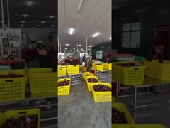 Linha de costura do poliéster